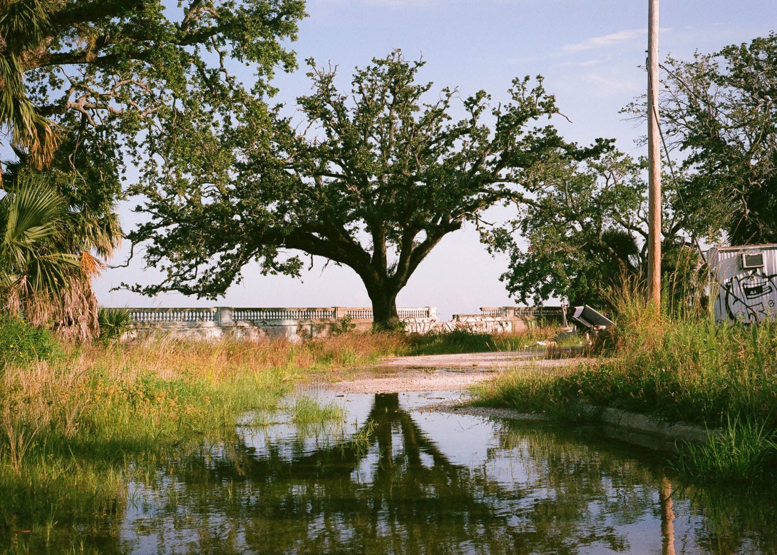 Large tree reflected on water puddle with Lake Pontchartrain in the background