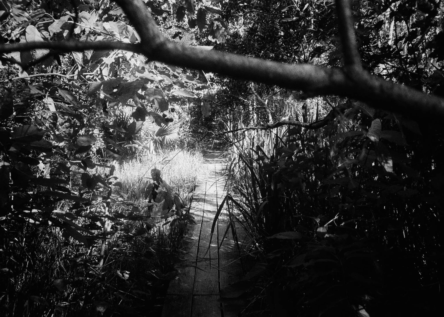 Walking path filled with plants at Jean Lafitte Park